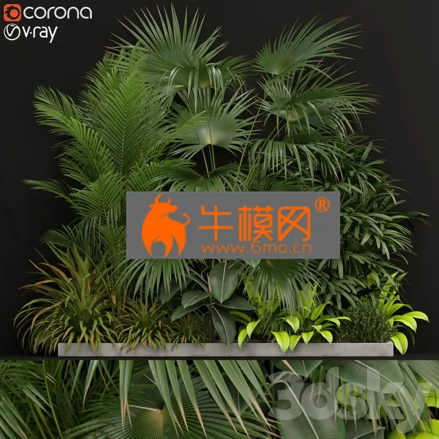 PLANT – Plants collection 197