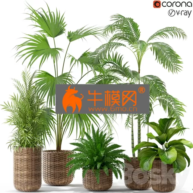 PLANT – Plants collection 338