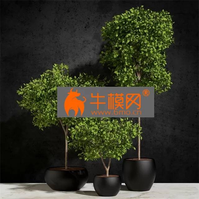 PLANT – Plants Ficus Benjamin