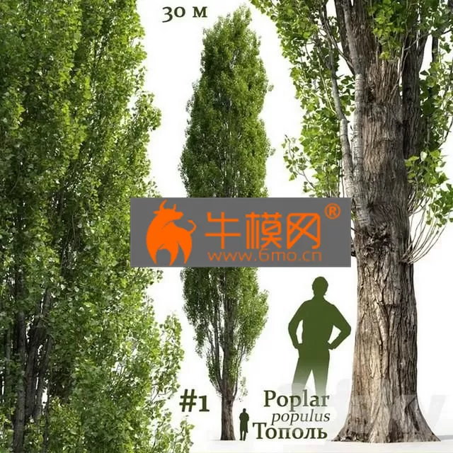 PLANT – Poplar Populus NO1
