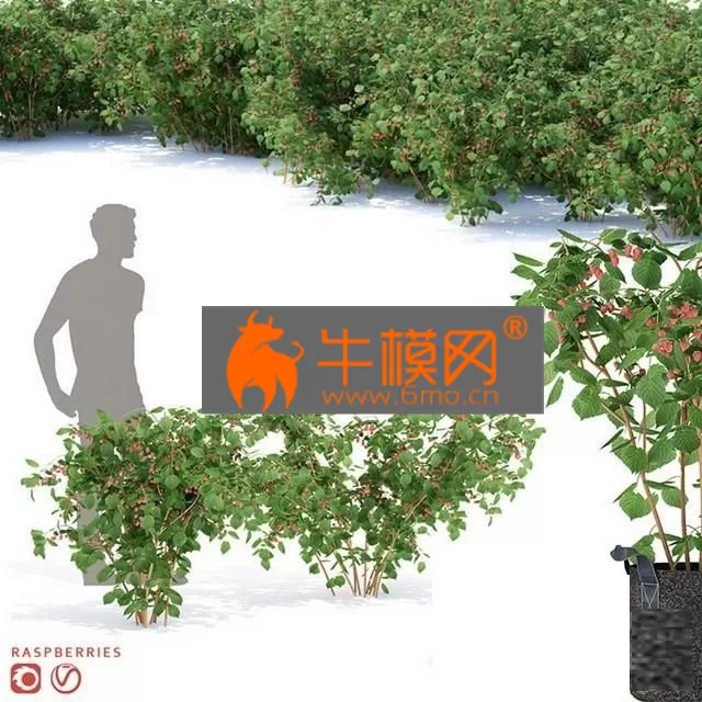 PLANT – Raspberry bushes