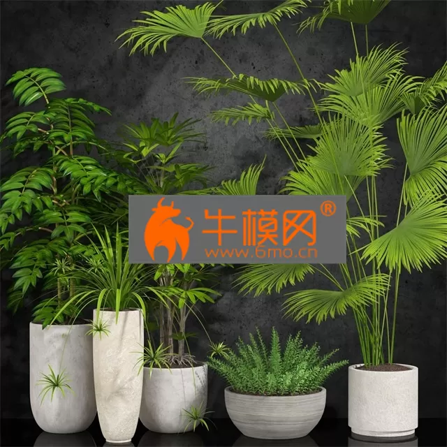 PLANT – Room plant