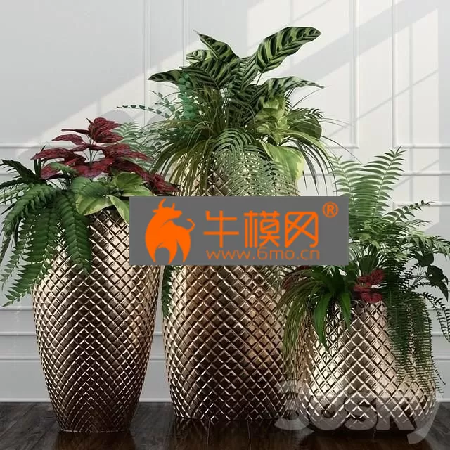 PLANT – Room plants 11