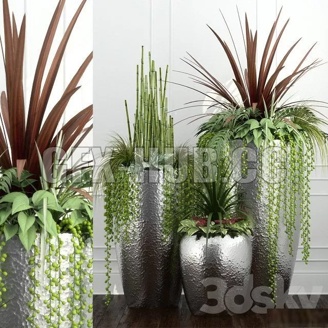 PLANT – Room plants 12