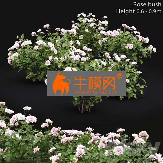 PLANT – Rose Bush 5