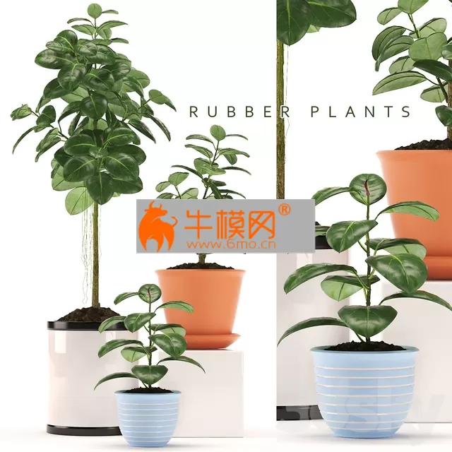 PLANT – RUBBER PLANTS 47