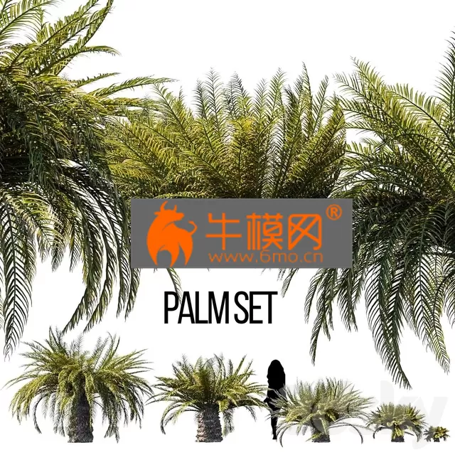 PLANT – Sago palm