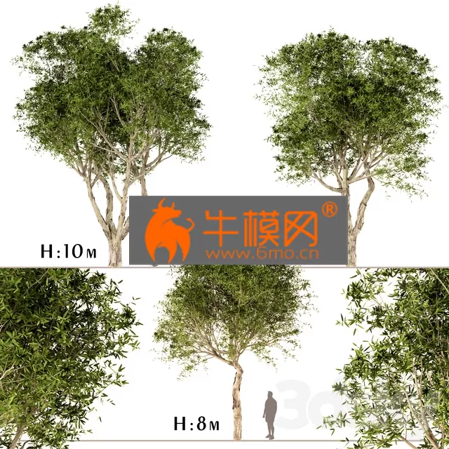 PLANT – Set of Broad Leaved Paperbark Trees