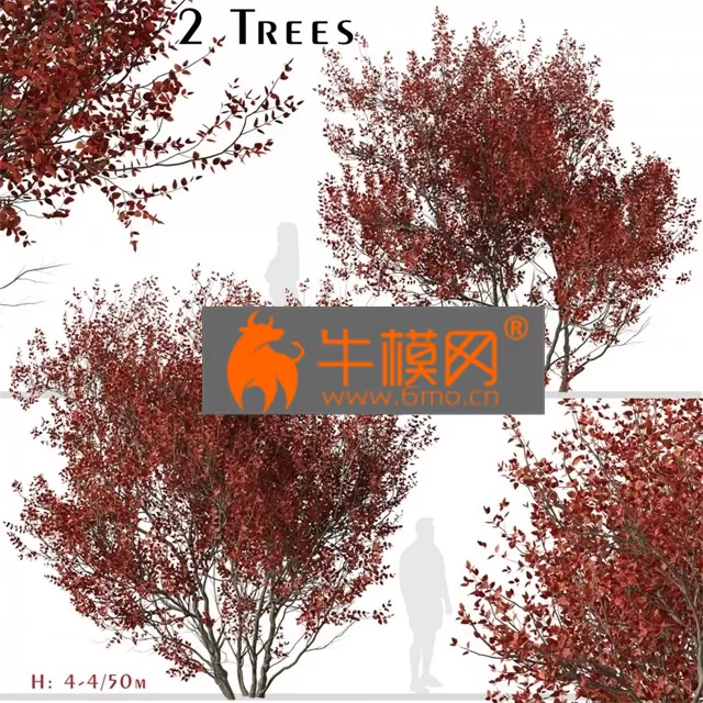 PLANT – Set Of Cotinus Grace Trees