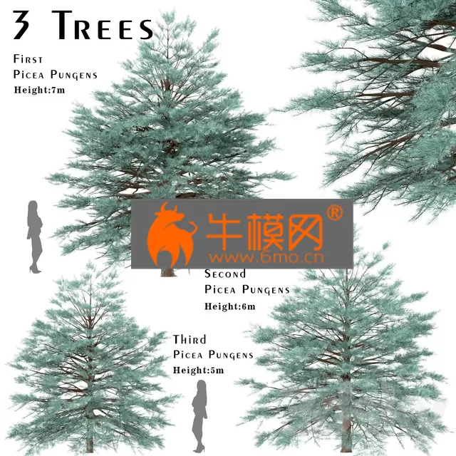 PLANT – Set of Picea Pungens Trees
