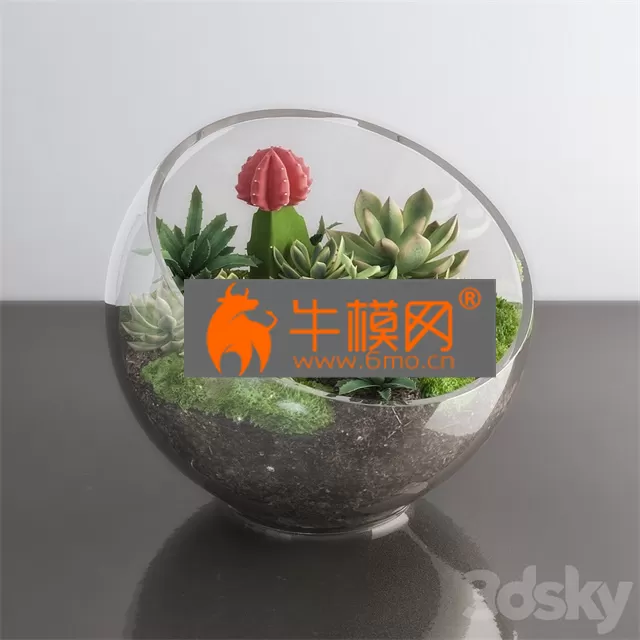 PLANT – Succulents in glass bowl