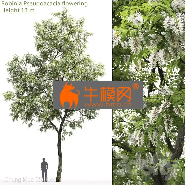 PLANT – White Acacia Robinia Pseudoacacia 2