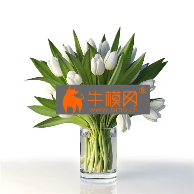 PLANT – White tulips in a glass