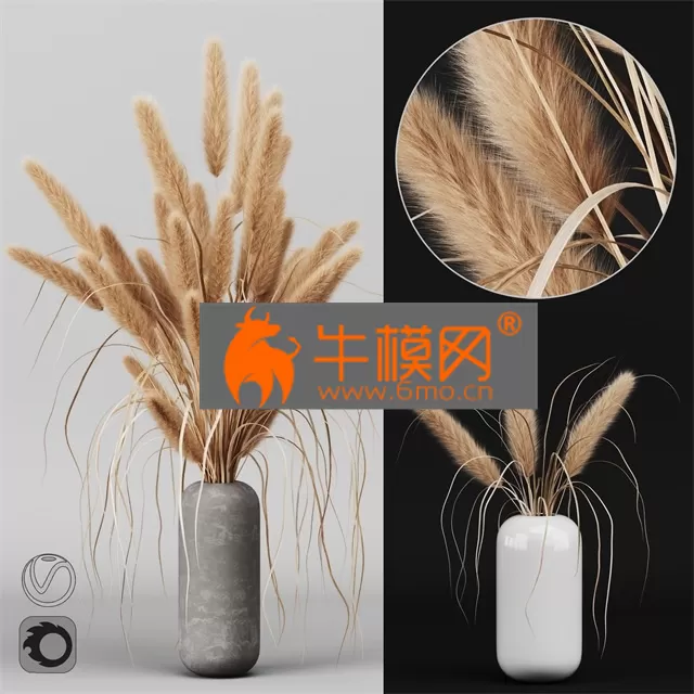 PRO MODELS – A bunch of Pampas 2