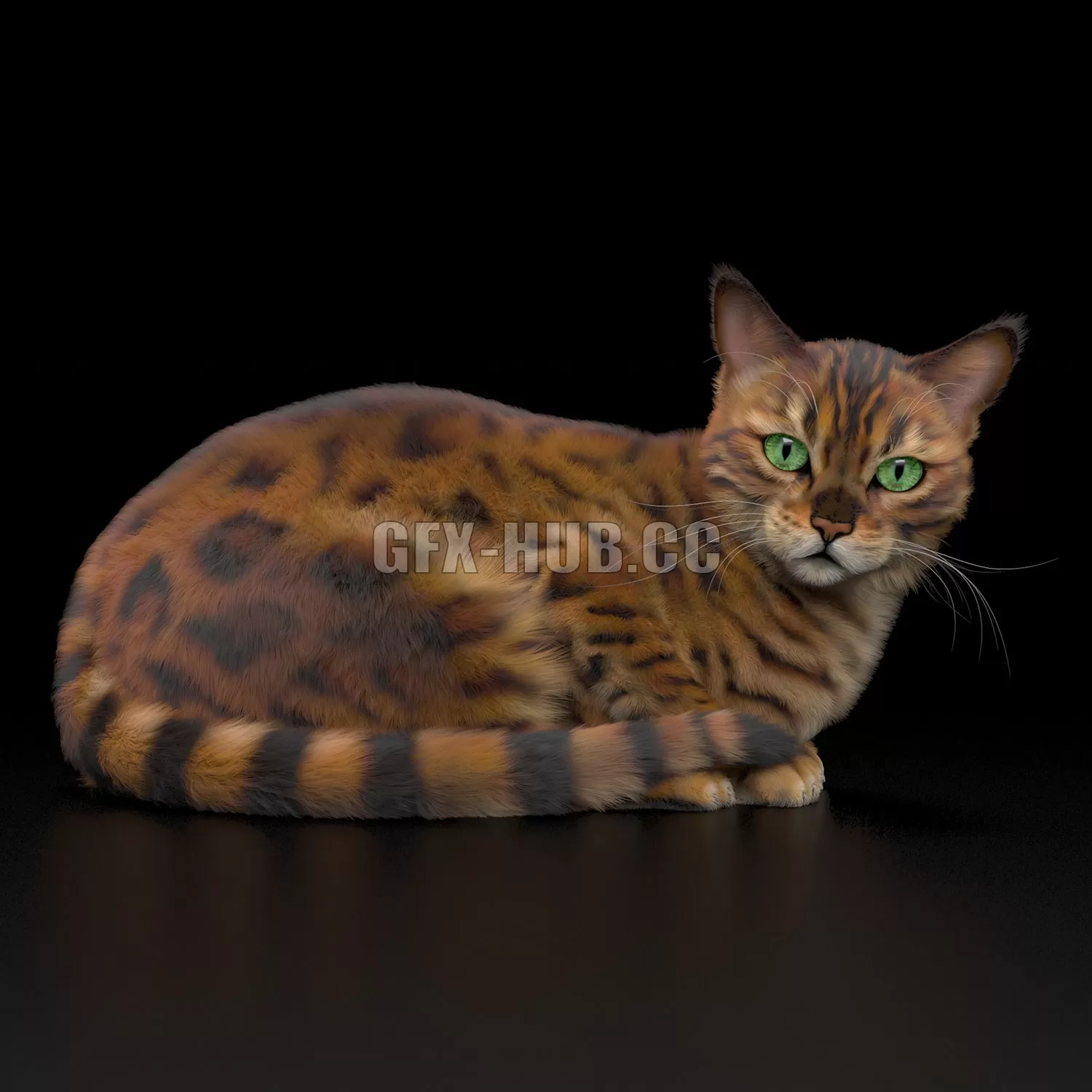 PRO MODELS – BENGAL CAT