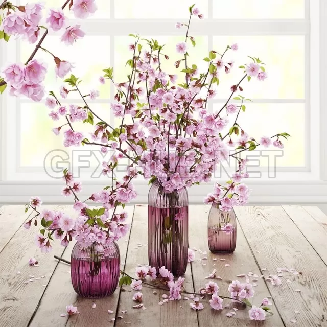 PRO MODELS – Blooming cherry