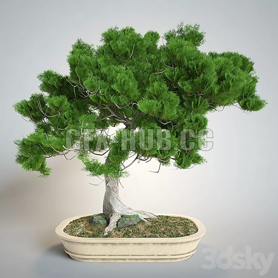 PRO MODELS – Bonsai
