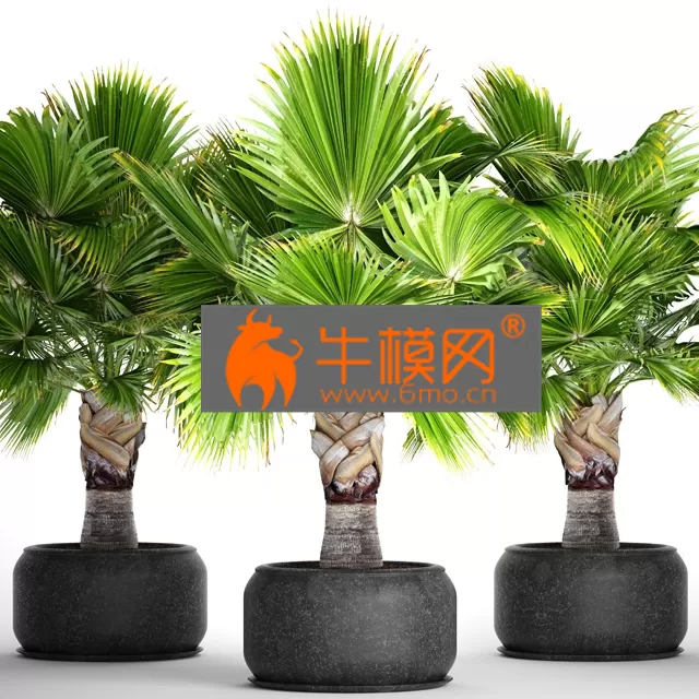 PRO MODELS – Brahea edulis 3