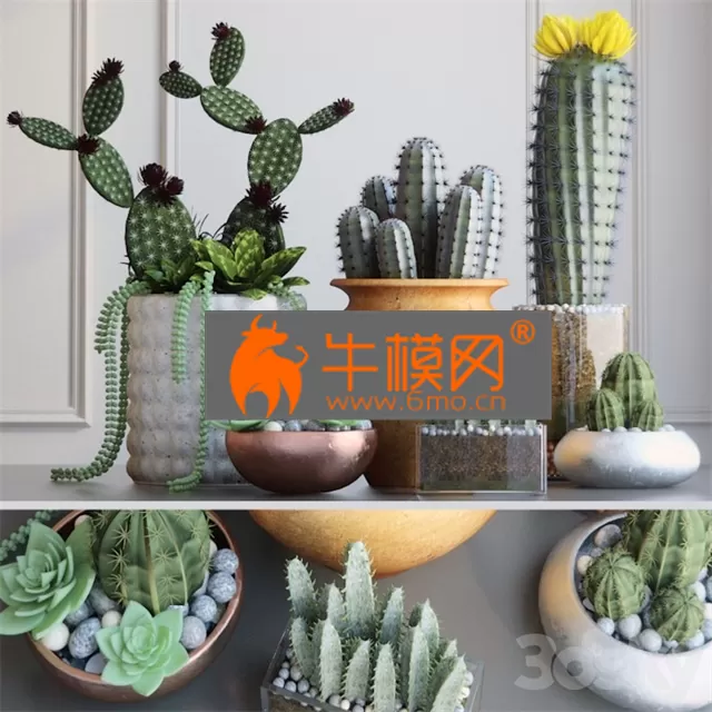 PRO MODELS – Cacti