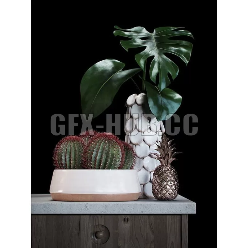 PRO MODELS – Cacti set
