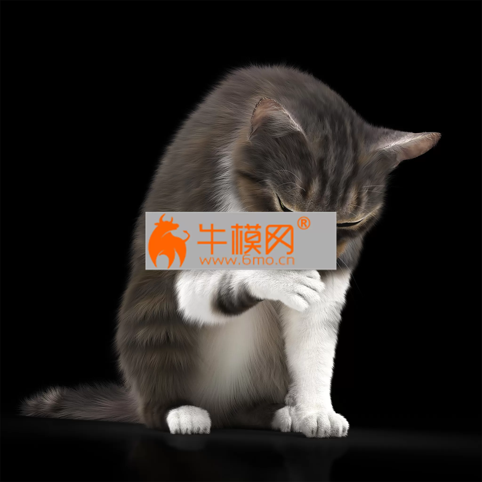 PRO MODELS – CAT 5