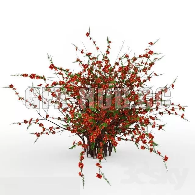 PRO MODELS – Chaenomeeles japoonica