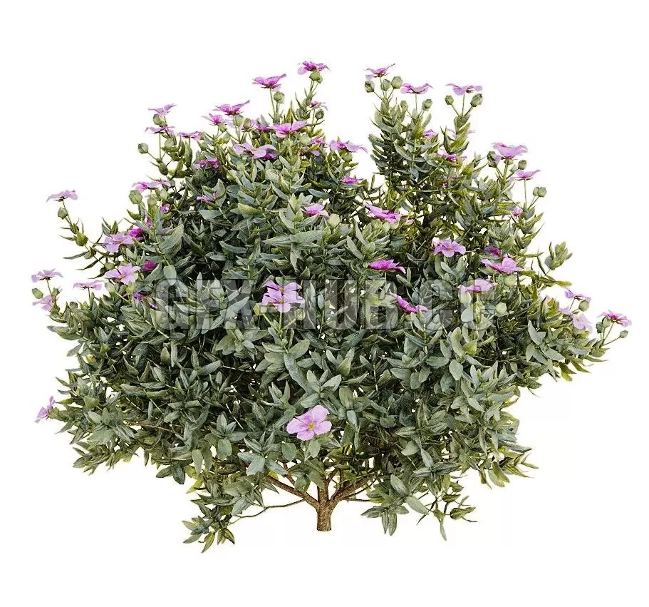 PRO MODELS – Cistus albidus