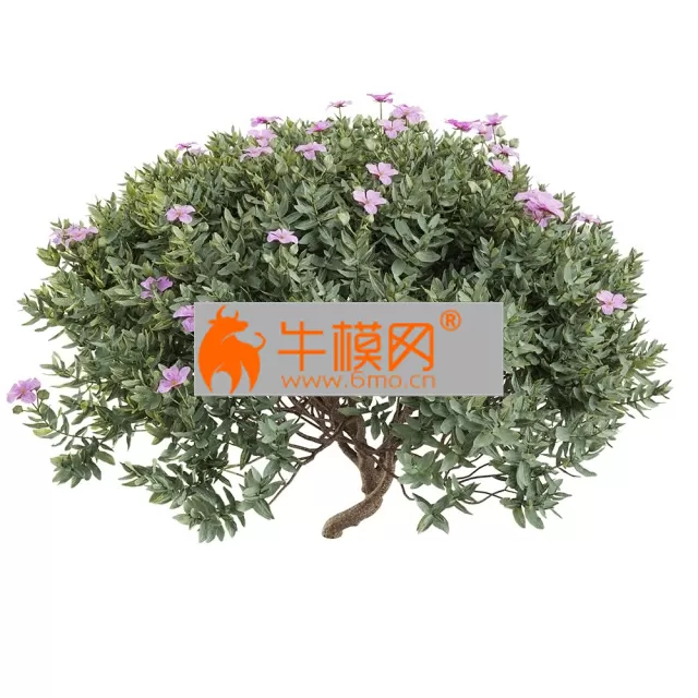 PRO MODELS – Cistus albidus