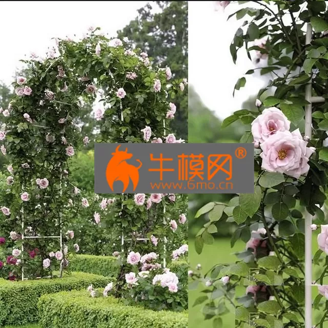 PRO MODELS – Climbing RoseNo 1