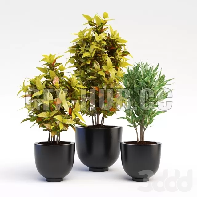 PRO MODELS – Codiaeum Variegatum