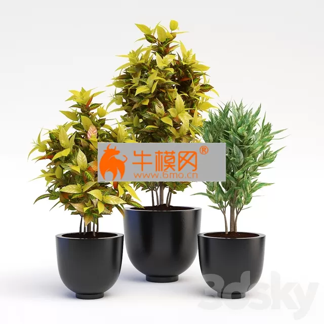 PRO MODELS – Codiaeum Variegatum