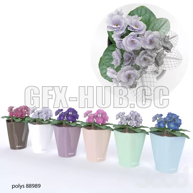 PRO MODELS – Colored violets