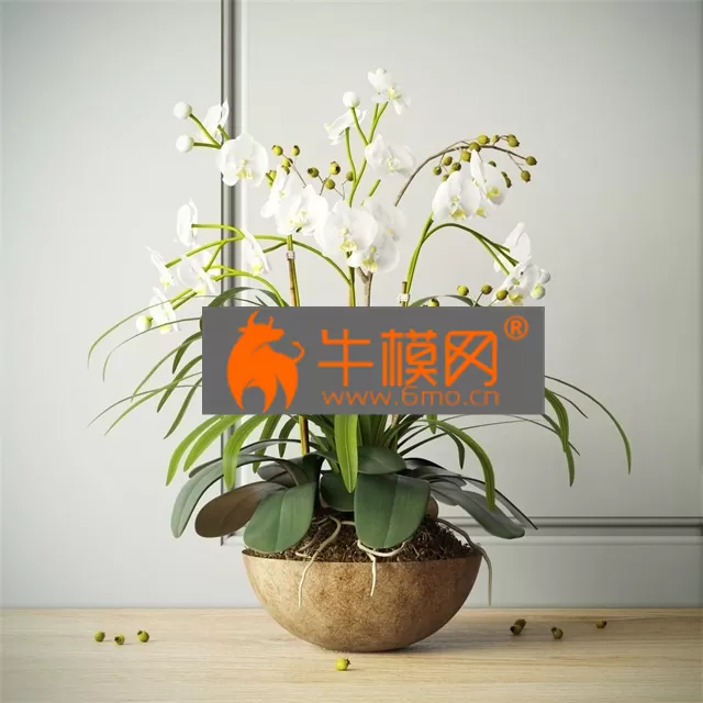 PRO MODELS – Composition with orchids