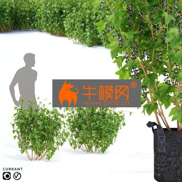 PRO MODELS – Currant bushes