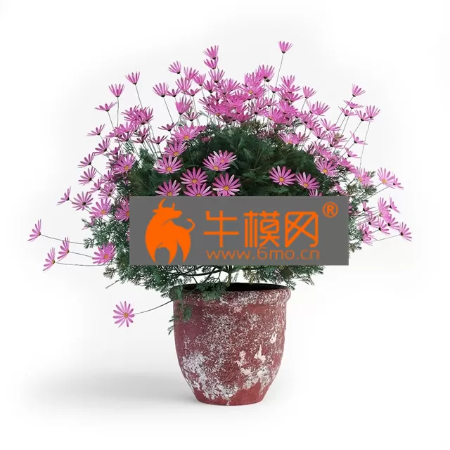 PRO MODELS – Daisies two