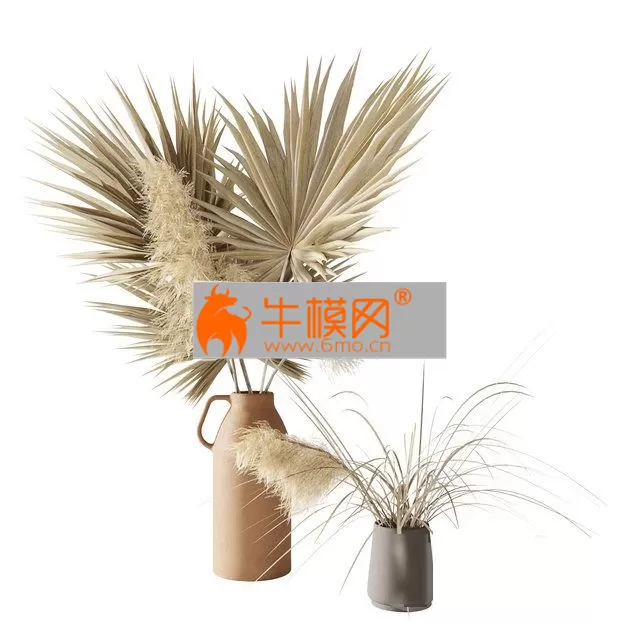 PRO MODELS – Dry palms and pampas