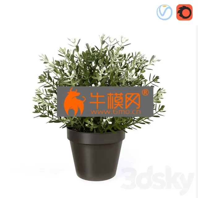 PRO MODELS – Fake Thyme