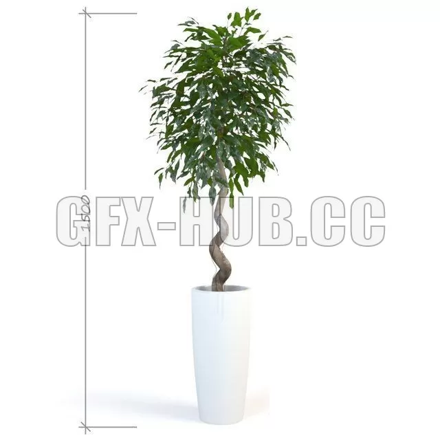 PRO MODELS – Ficus Daniel