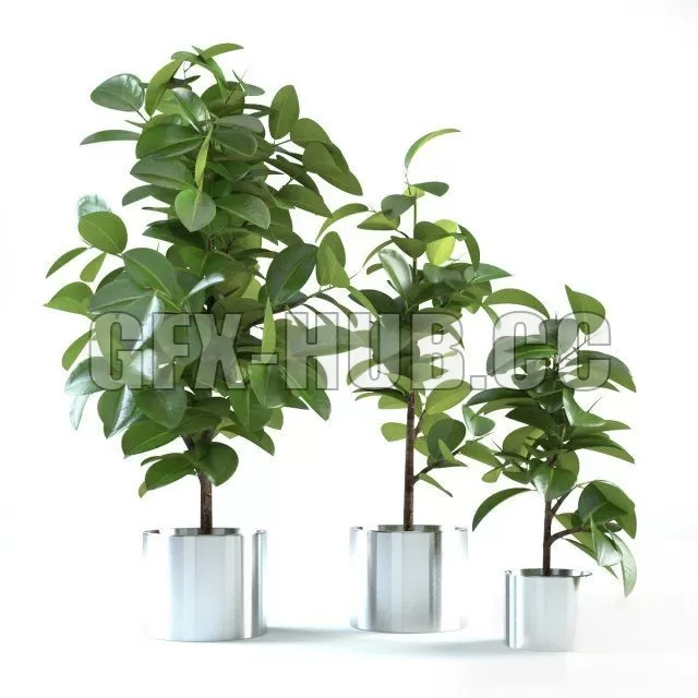 PRO MODELS – Ficus Elastica 4