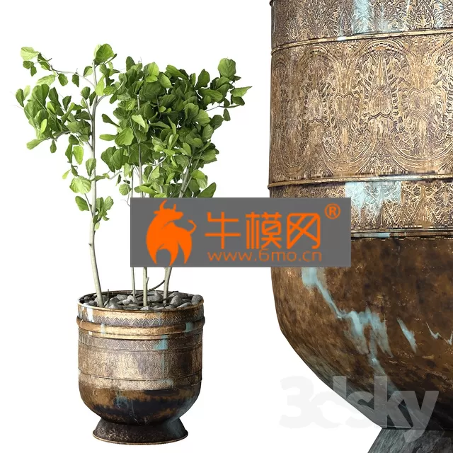 PRO MODELS – Ficus Lyrata