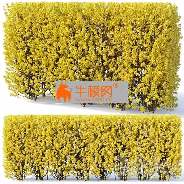 PRO MODELS – Forsythia 2 hedge. H180 cm