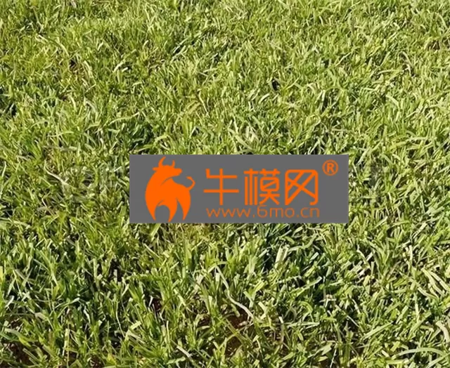 PRO MODELS – High Details Grass