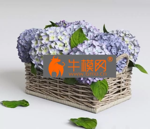 PRO MODELS – Hydrangea in basket