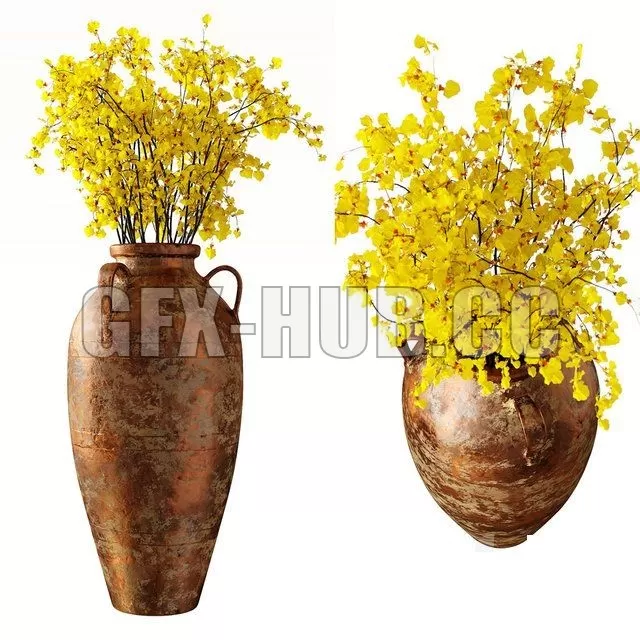 PRO MODELS – Hydria Oncidium