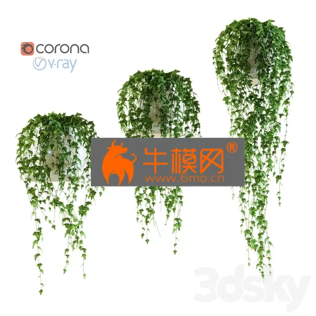 PRO MODELS – Ivy on a shelf in a pot