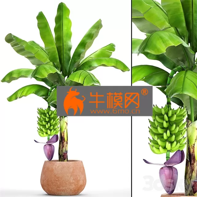 PRO MODELS – Japanese banana 1