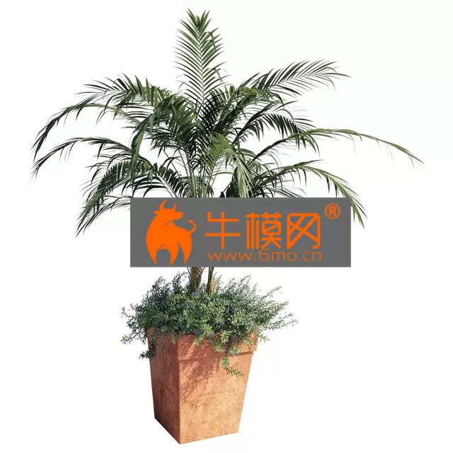 PRO MODELS – Kentia Palm