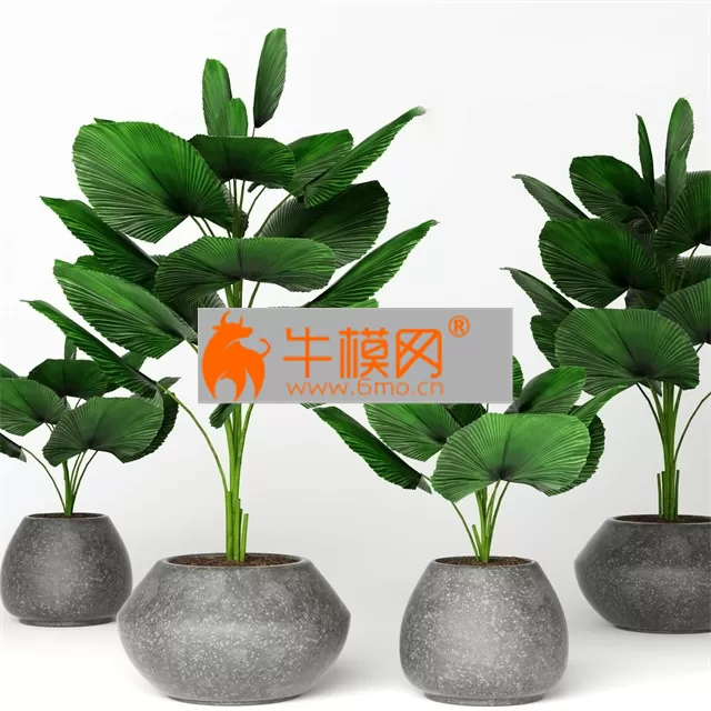 PRO MODELS – Licuala orbicularis 2