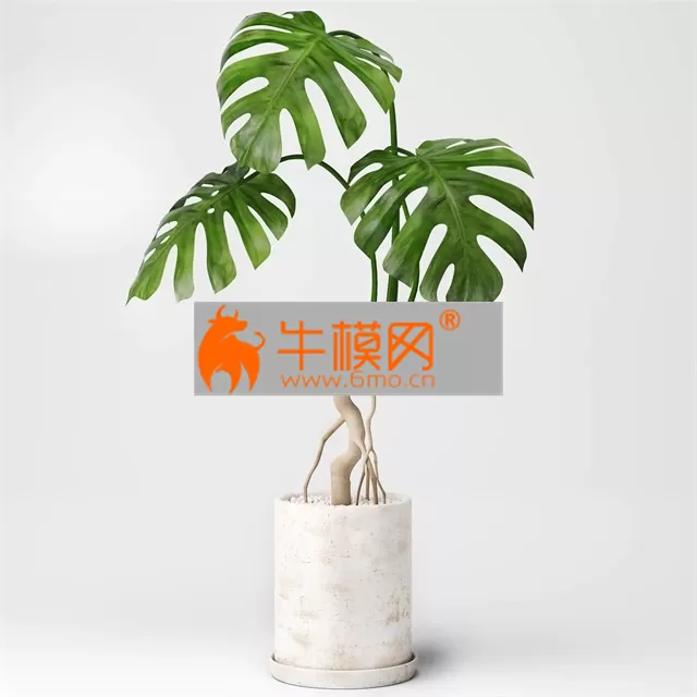 PRO MODELS – Monstera 3