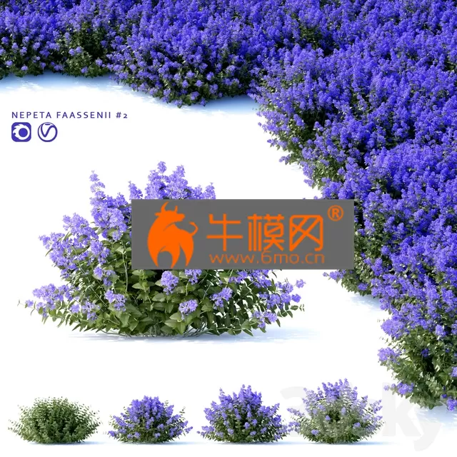PRO MODELS – Nepeta fasseniiNo 2